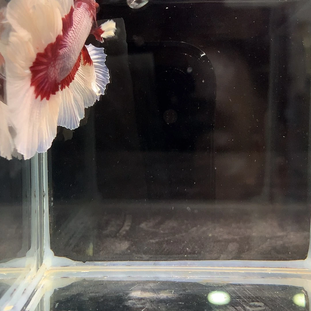 海水紫红碟11111111