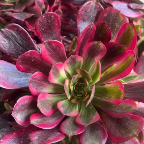 法师凤冠2颗多肉