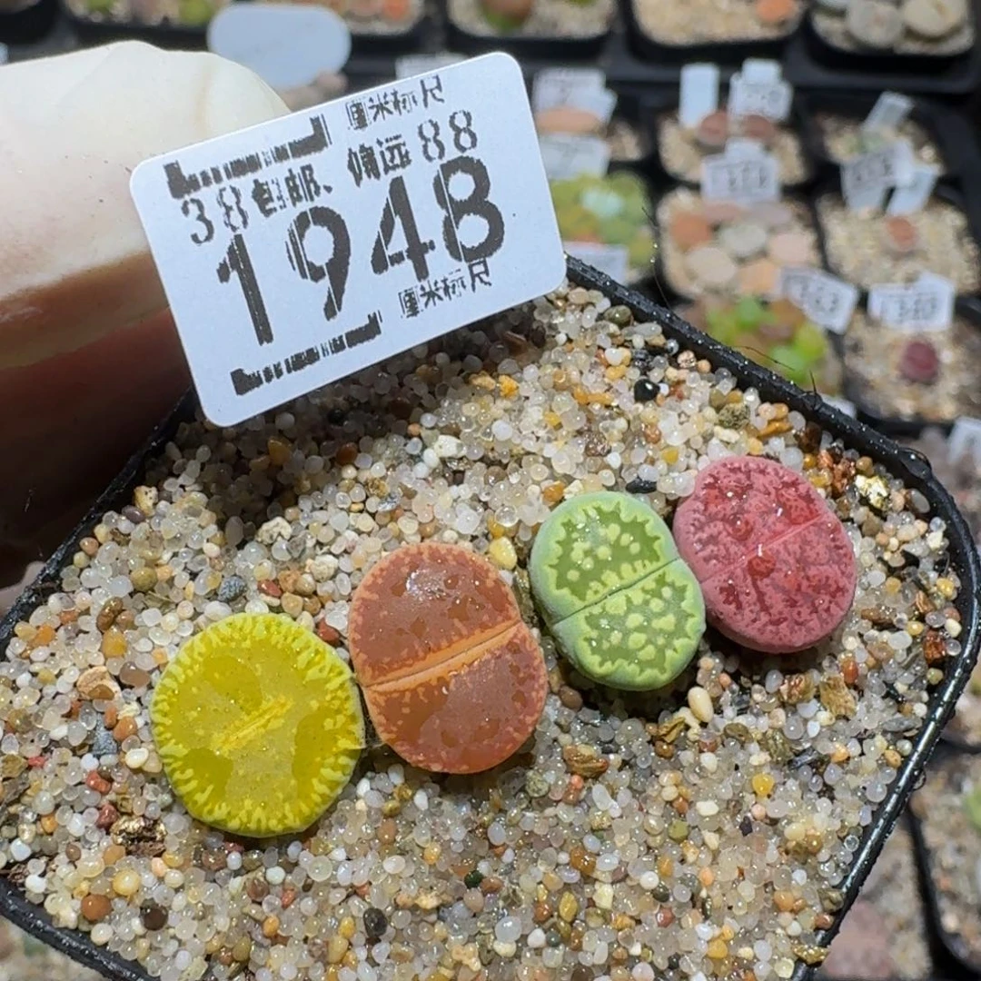 Zzzz生石花肉锥1948