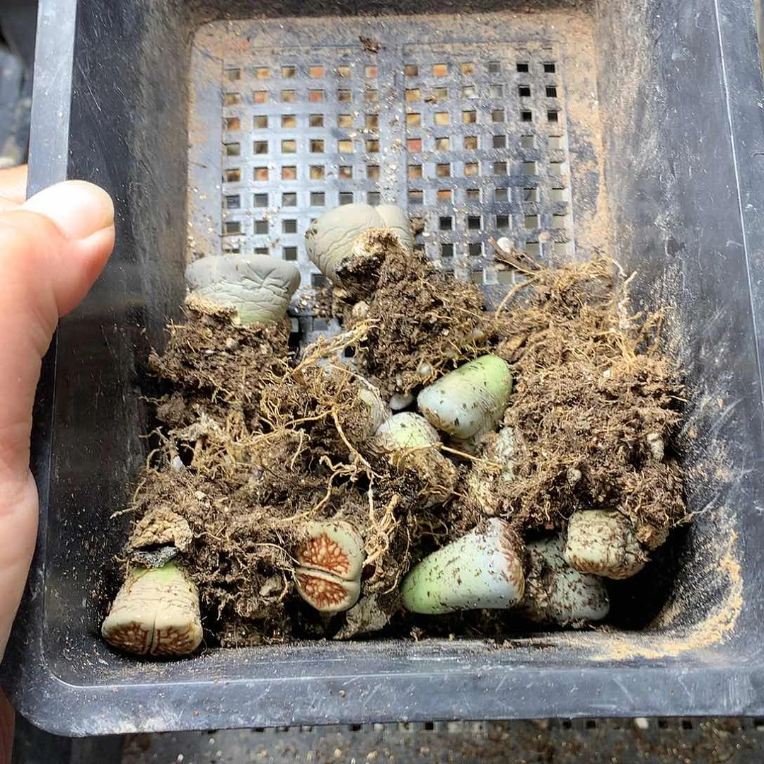6*H62多肉植物保护研究所