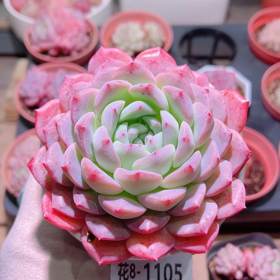 花利美8-1105白桃汽水