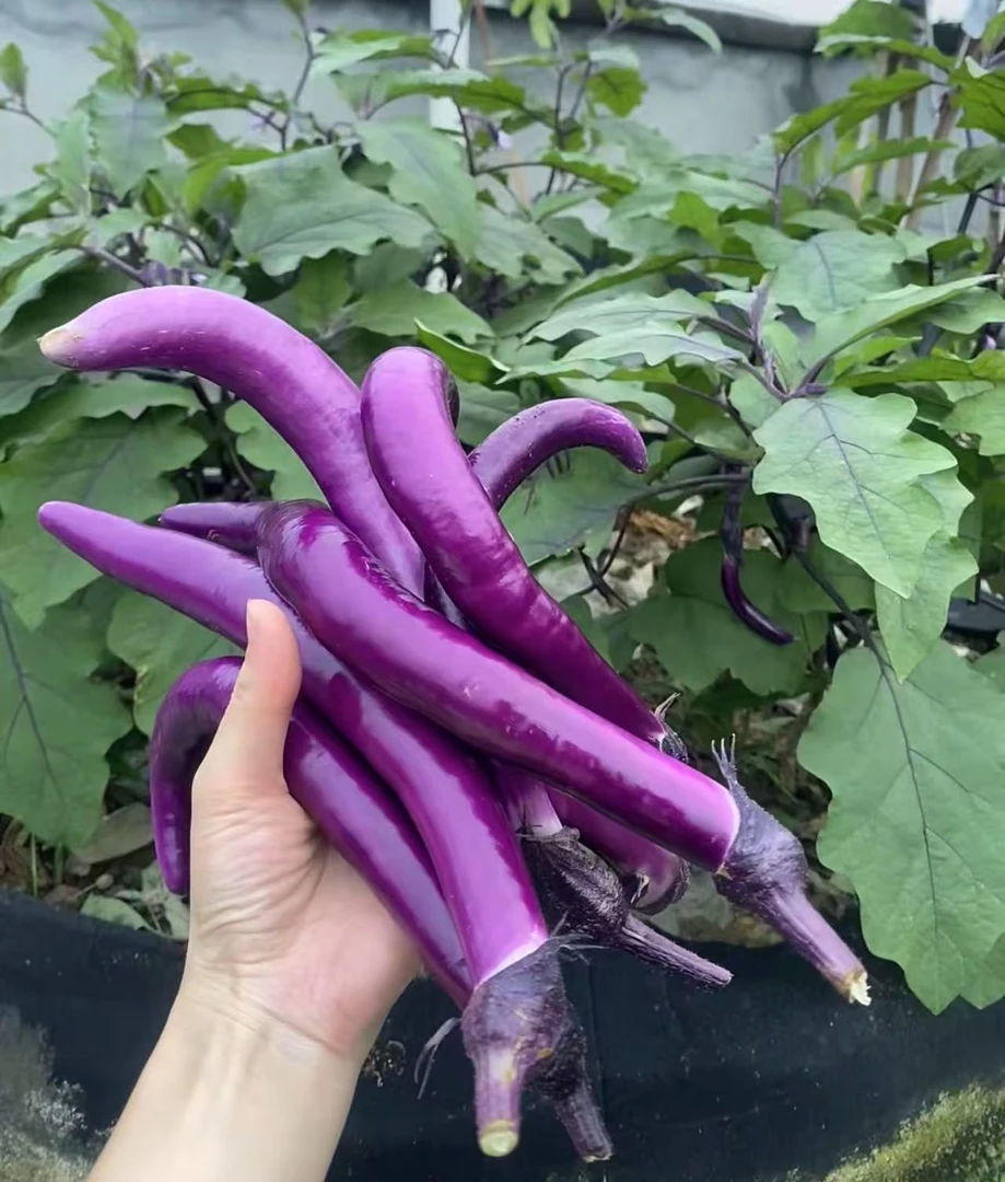 江西新鲜紫色茄子新鲜蔬菜