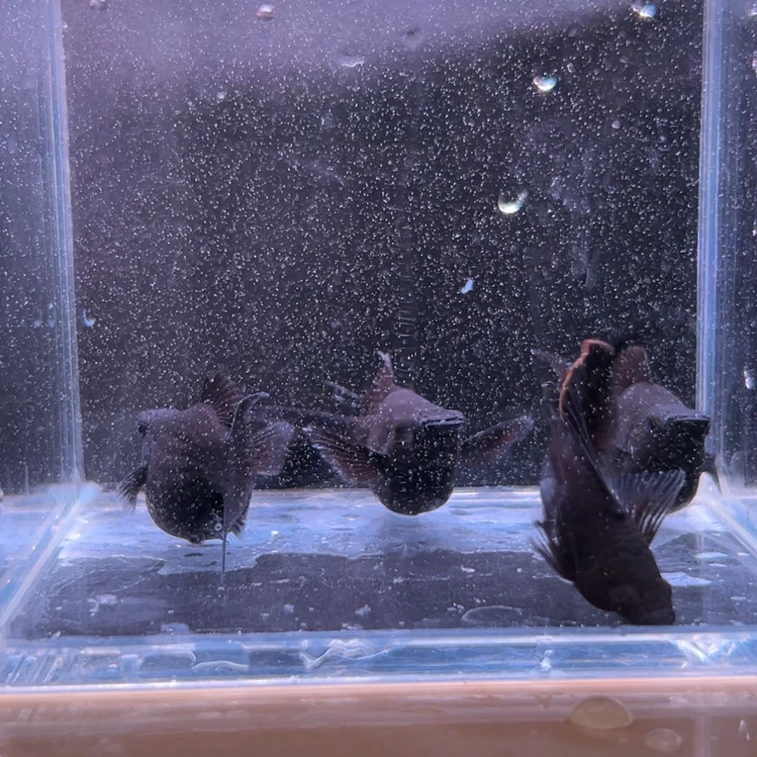 孔雀鱼黑玛丽一对备损一对