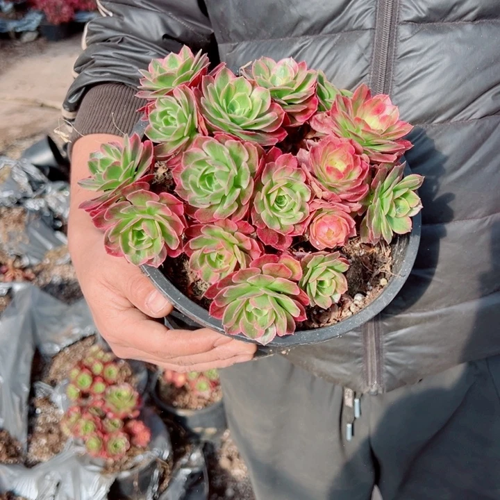 海王58号多肉法师