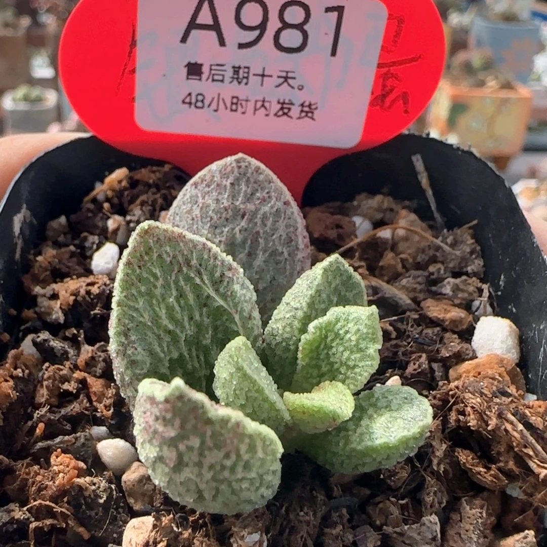朱雀。    981。