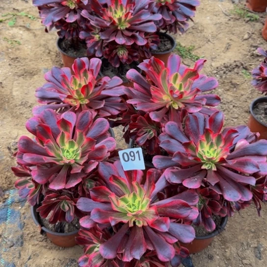 美杜莎5棵3号棚091