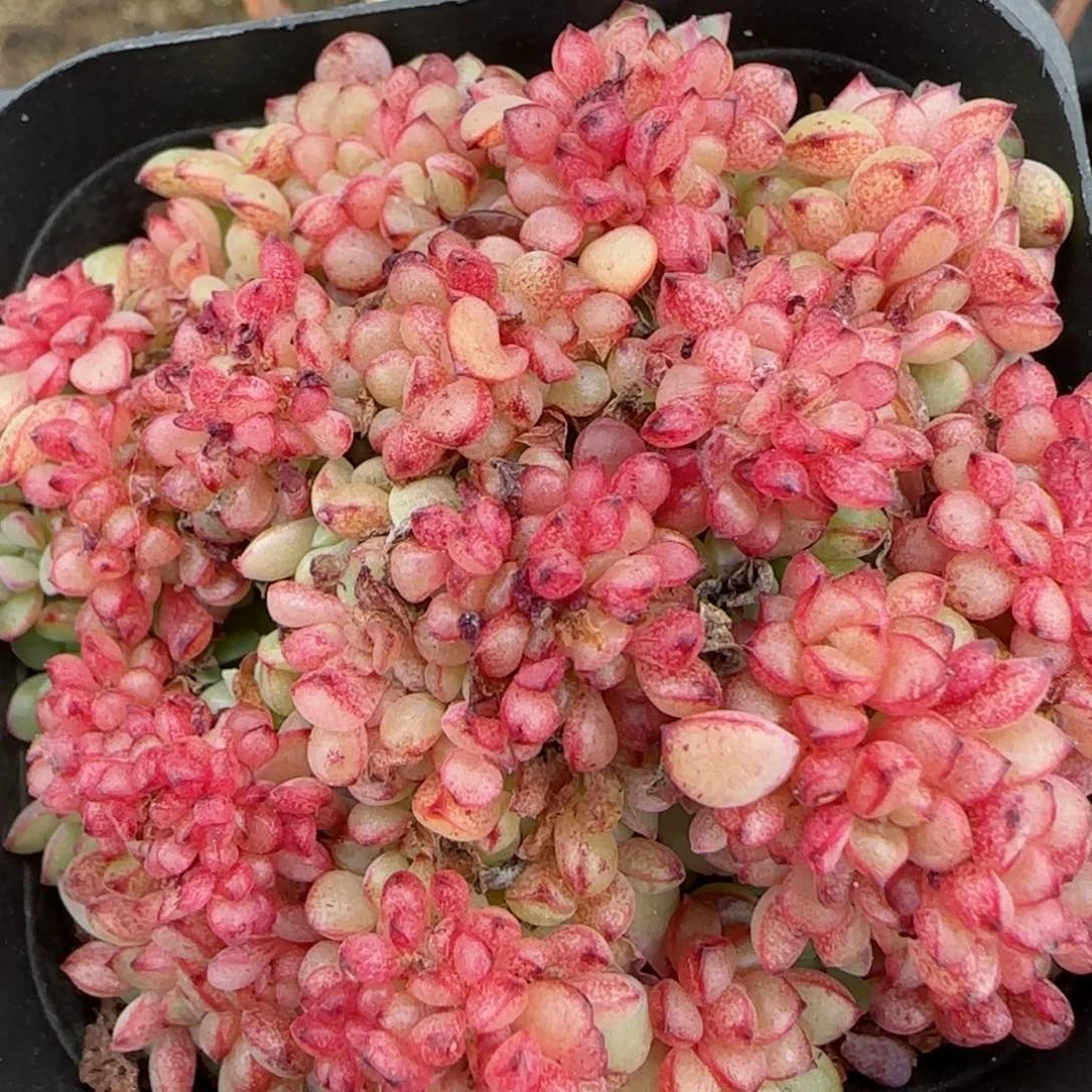 花语逸境0209-258