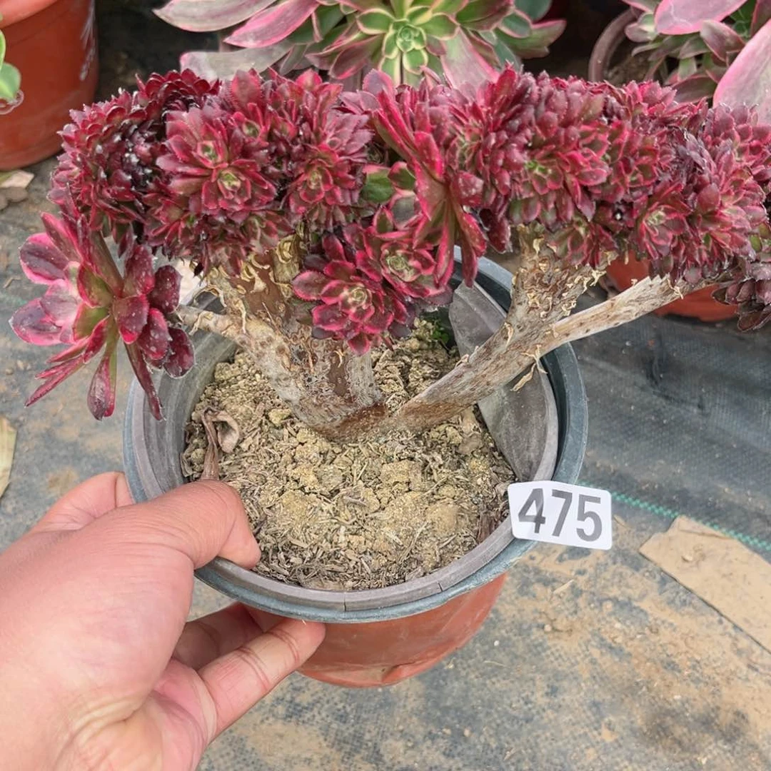 475墨雅金刚缀多肉法师