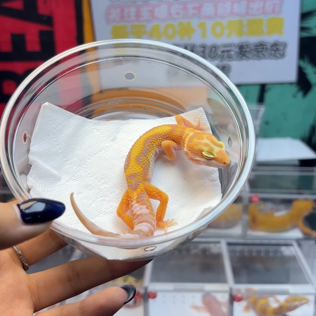 豹纹守宫暴龙母温G11