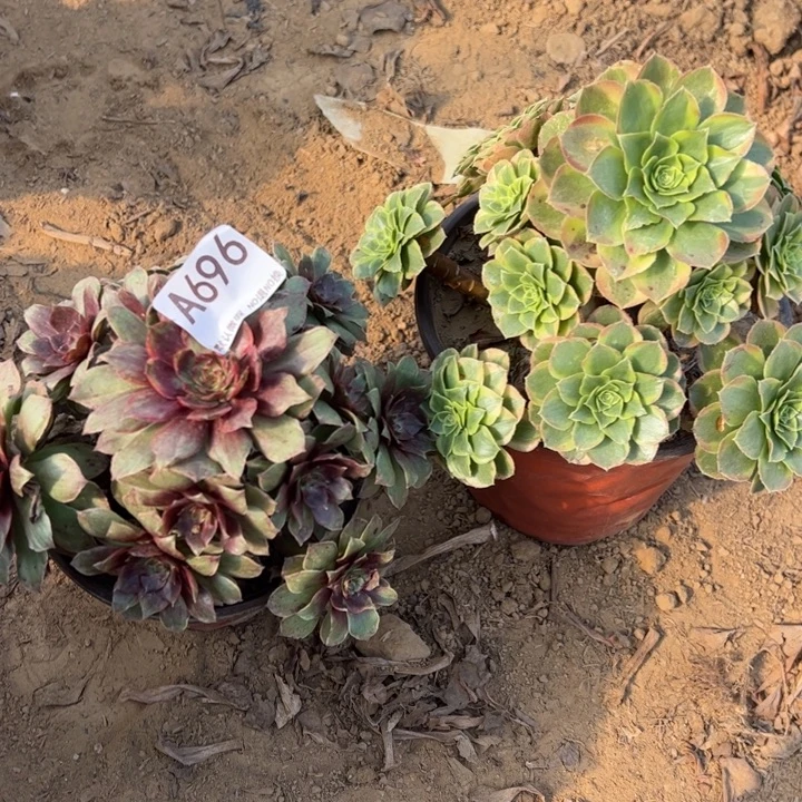 奶白红霞多肉植物696.