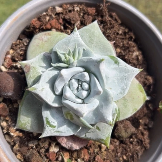 小***儿谢谢宝～一物一拍7936