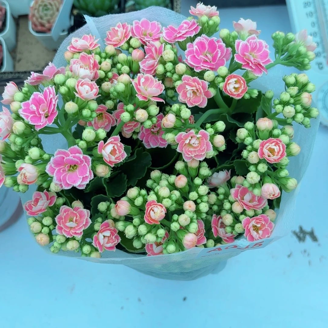 A045彩蝶长寿花一颗