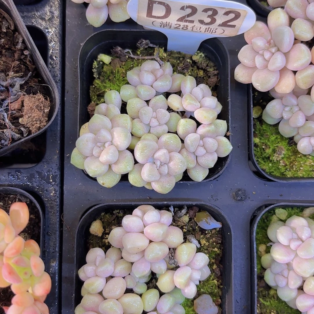 D232丸叶姬秋丽一物一拍