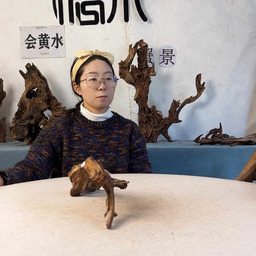 沉木造景寄居蟹，
