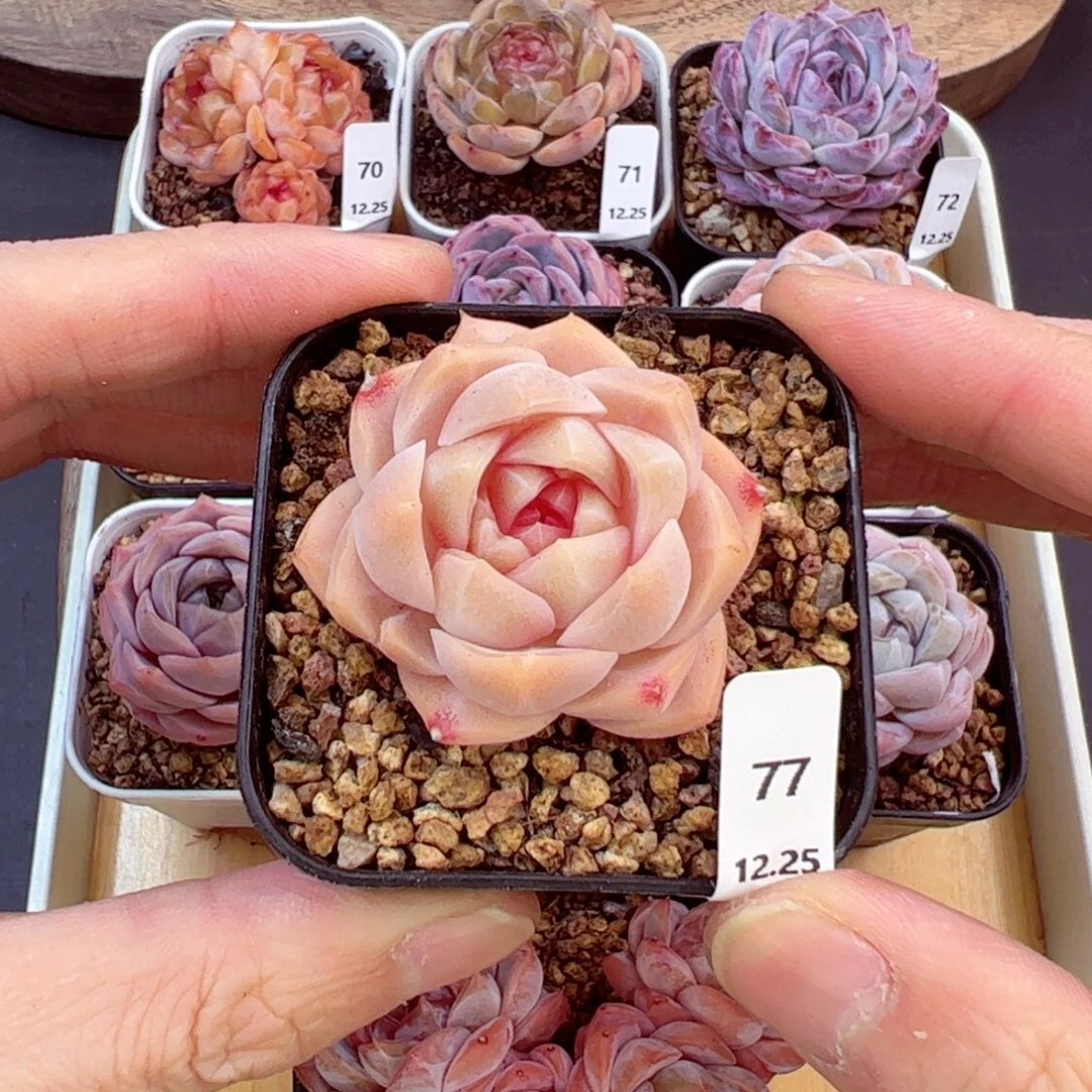 好好看77、哈哈哈哈