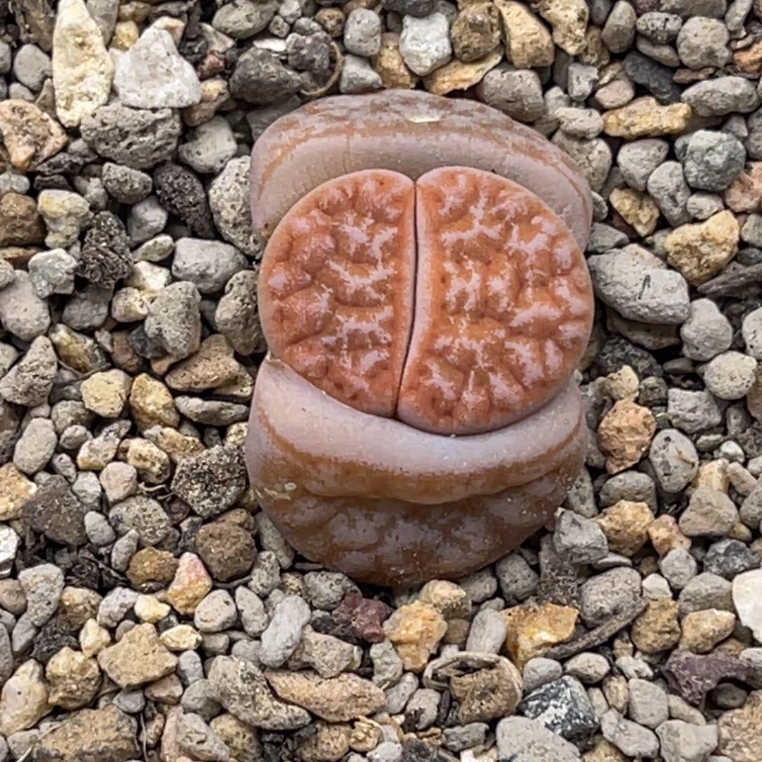 6503拿铁岛田尺寸2.0