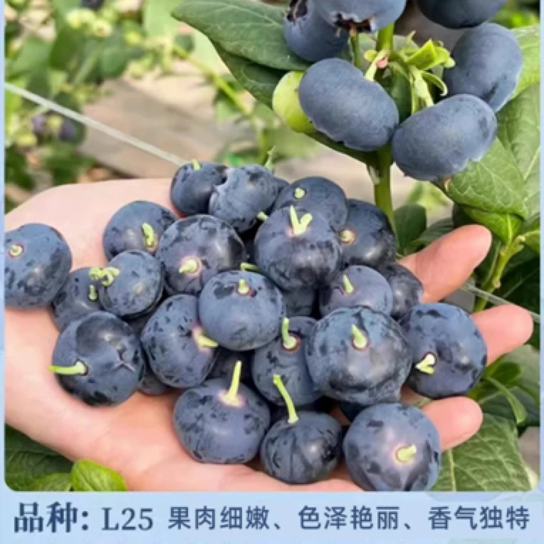 L25花香味大果产量高盆栽地栽室内室外庭院阳台可花香种