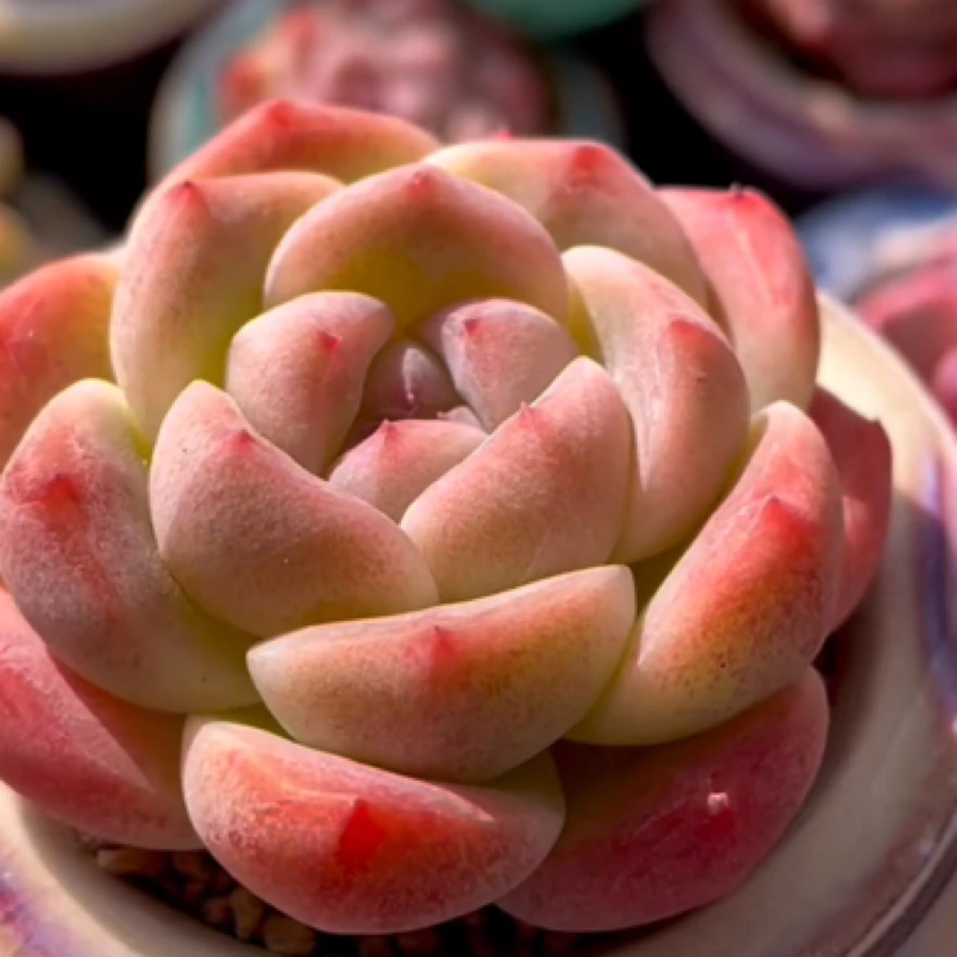 【满9.9包邮】厚梦单双6.5cm盆多肉植物以直播间展示为主