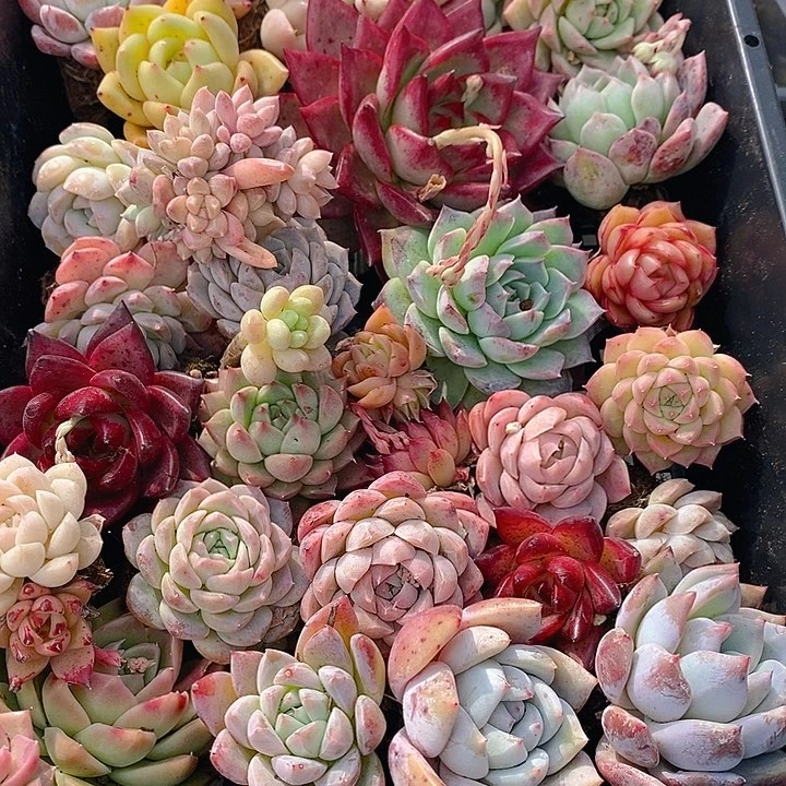 16 多肉植物盆栽花卉植物