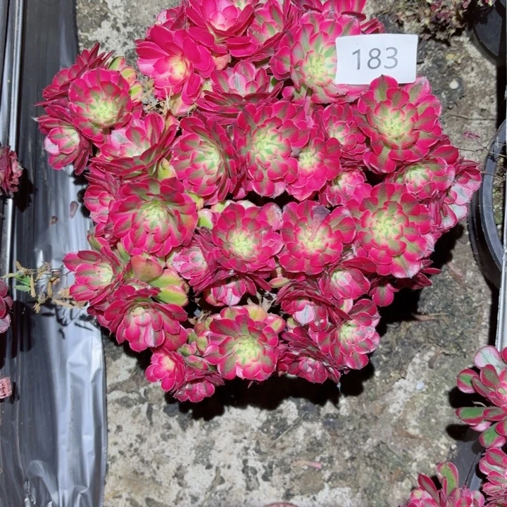 183 多肉法师粉铜壶