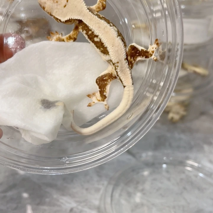 睫角守宫睫角守宫满背莉莉白