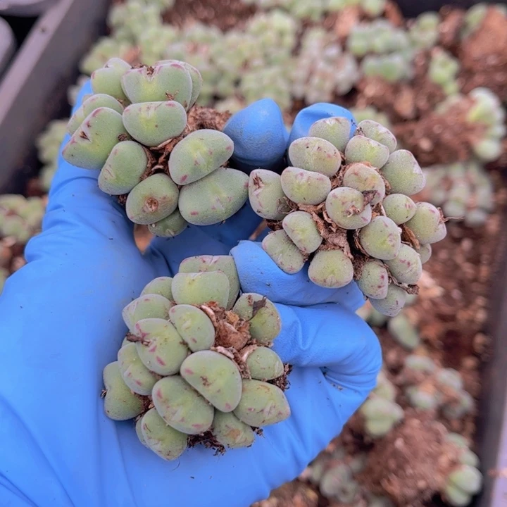 三颗口迪88888888888