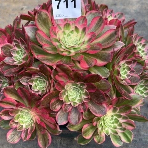 G*权711海王23厘米左右有断枝