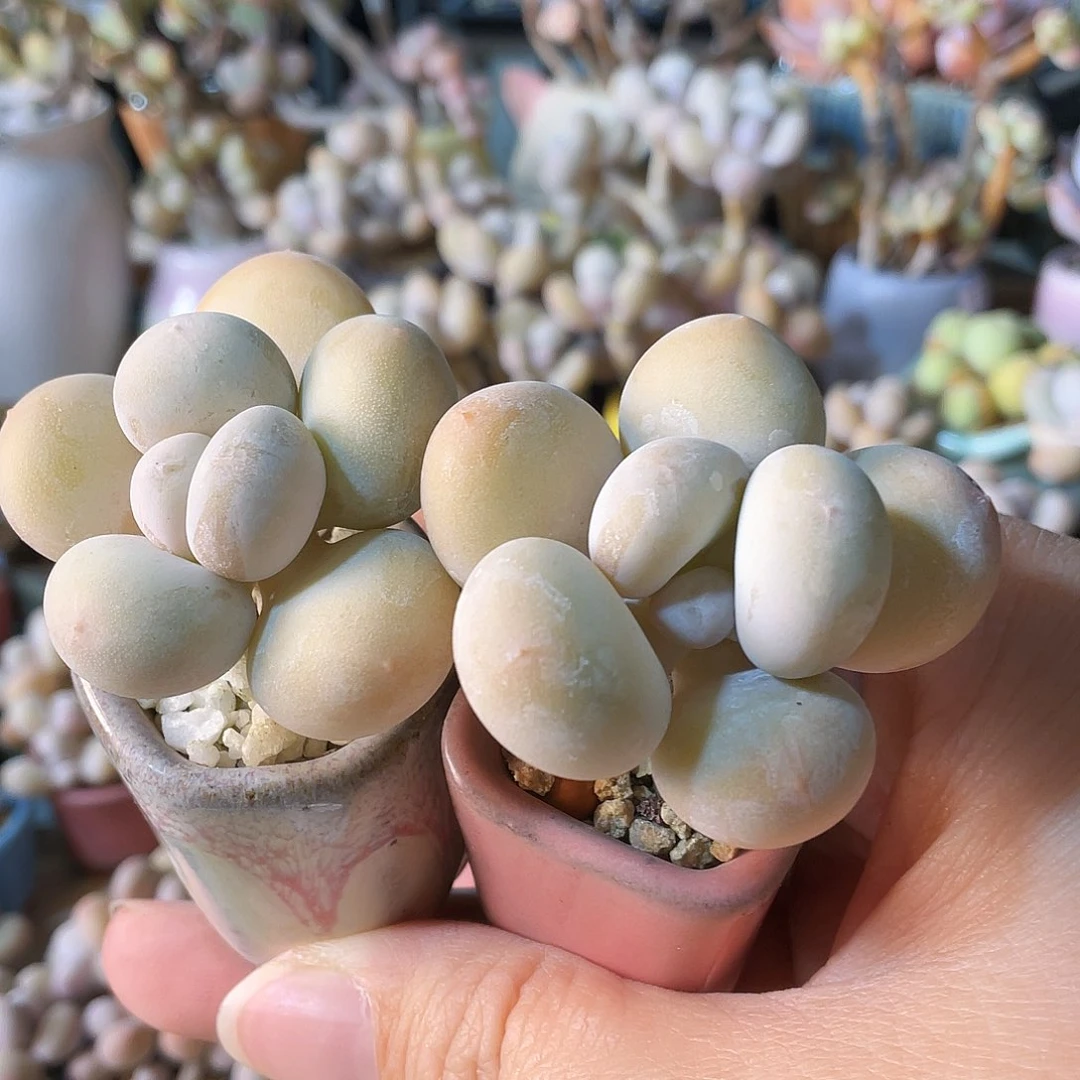 Z***y多肉植物的生长发育与生长