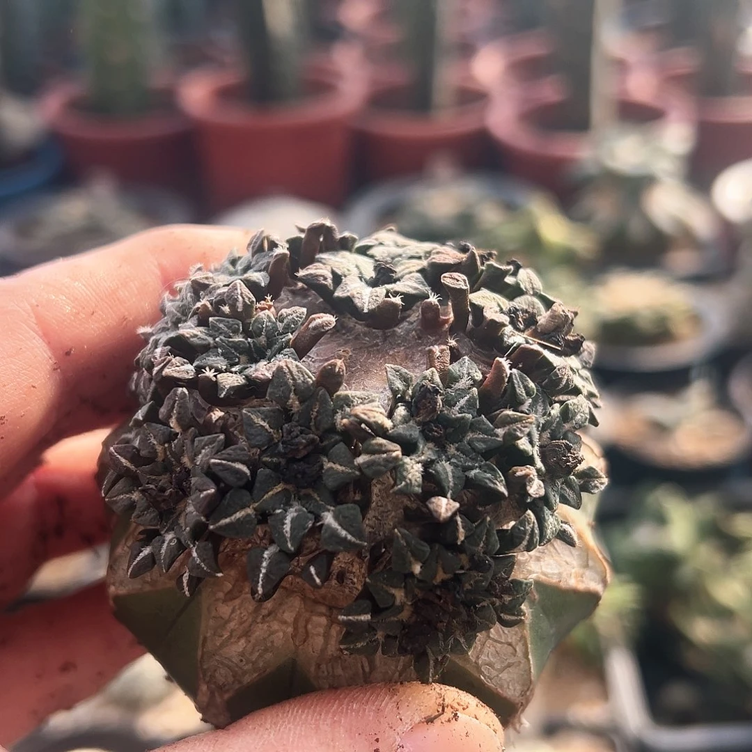 899黑牡丹群新年快乐mmm