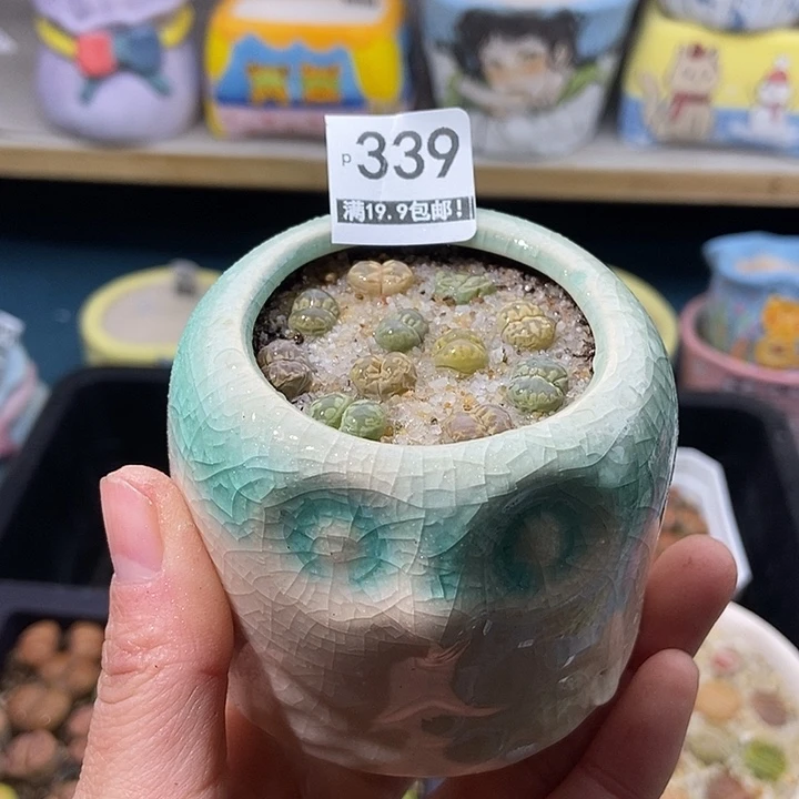 大舅生石花肉锥多肉339