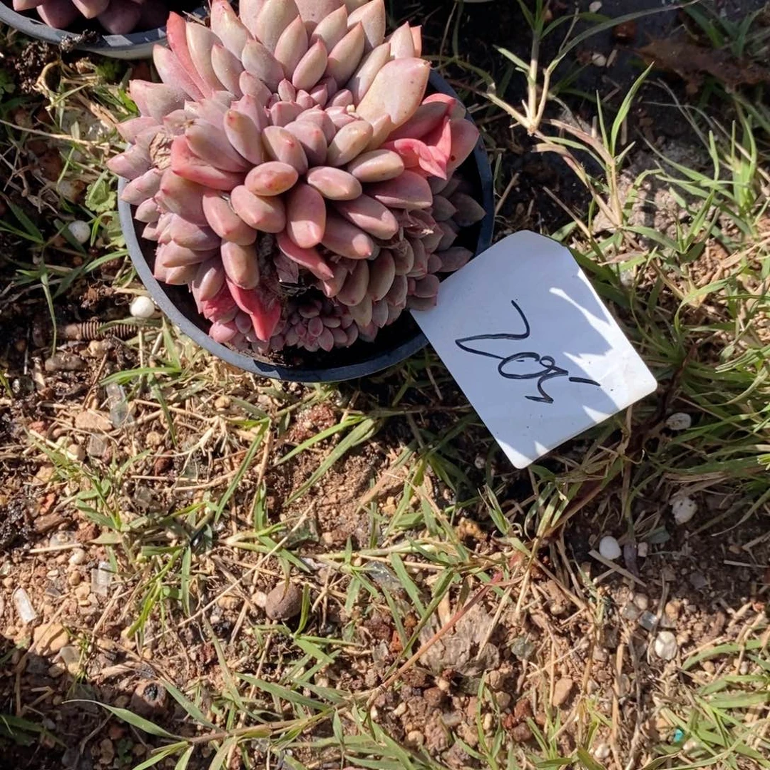 陌***者205 爱丽儿缀呀呀呀呀