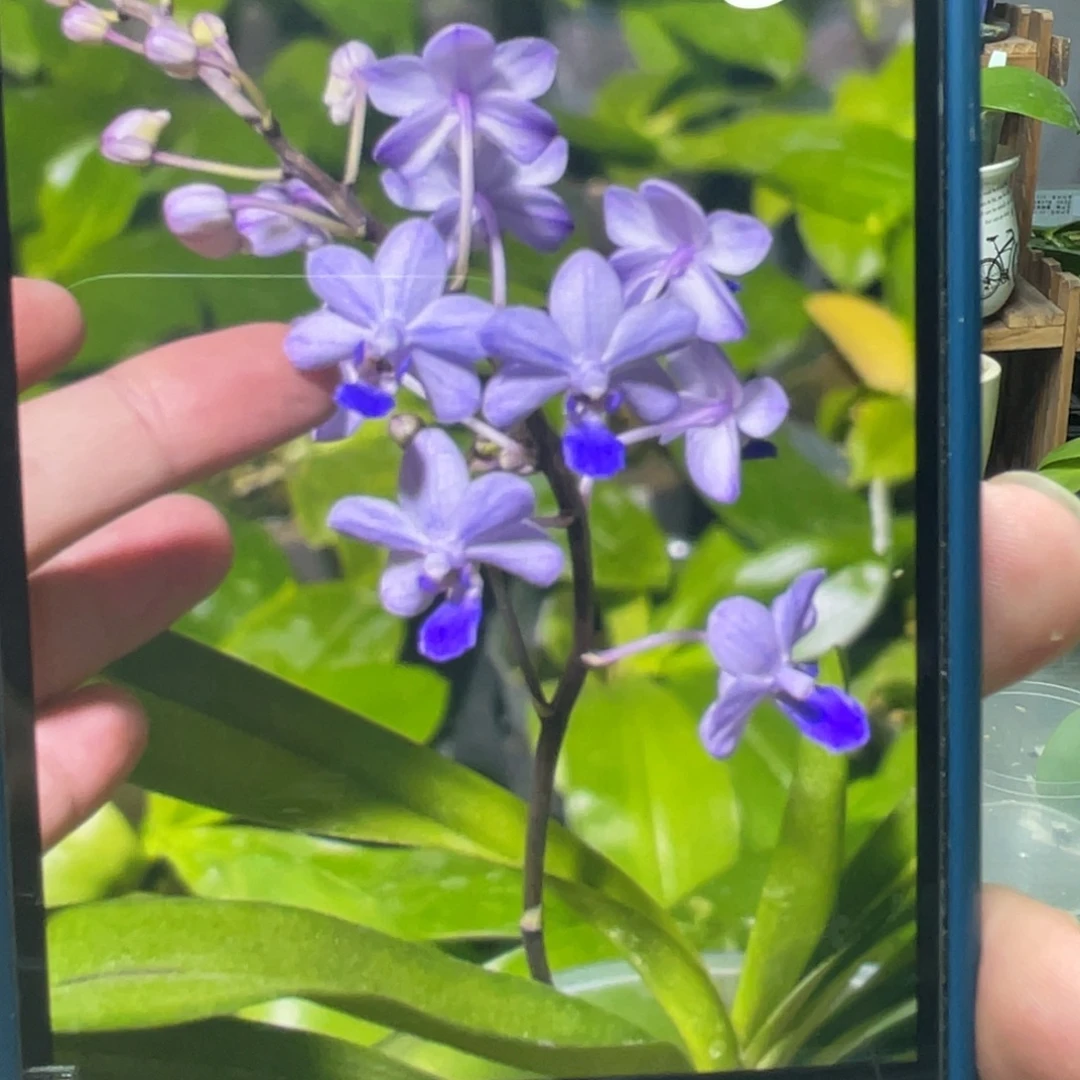 完全开放蓝色梦幻，苗