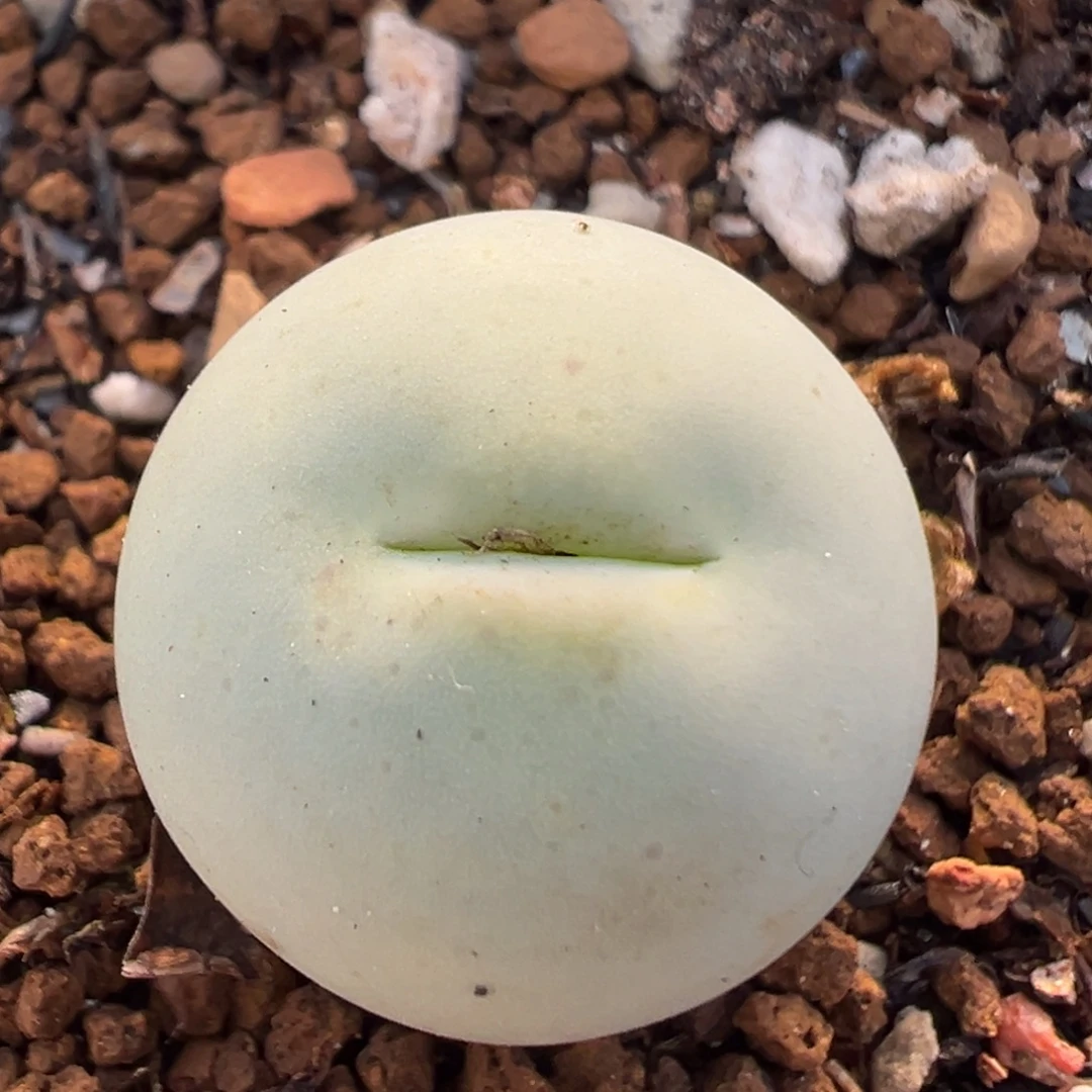 2304多肉植物鸽子蛋