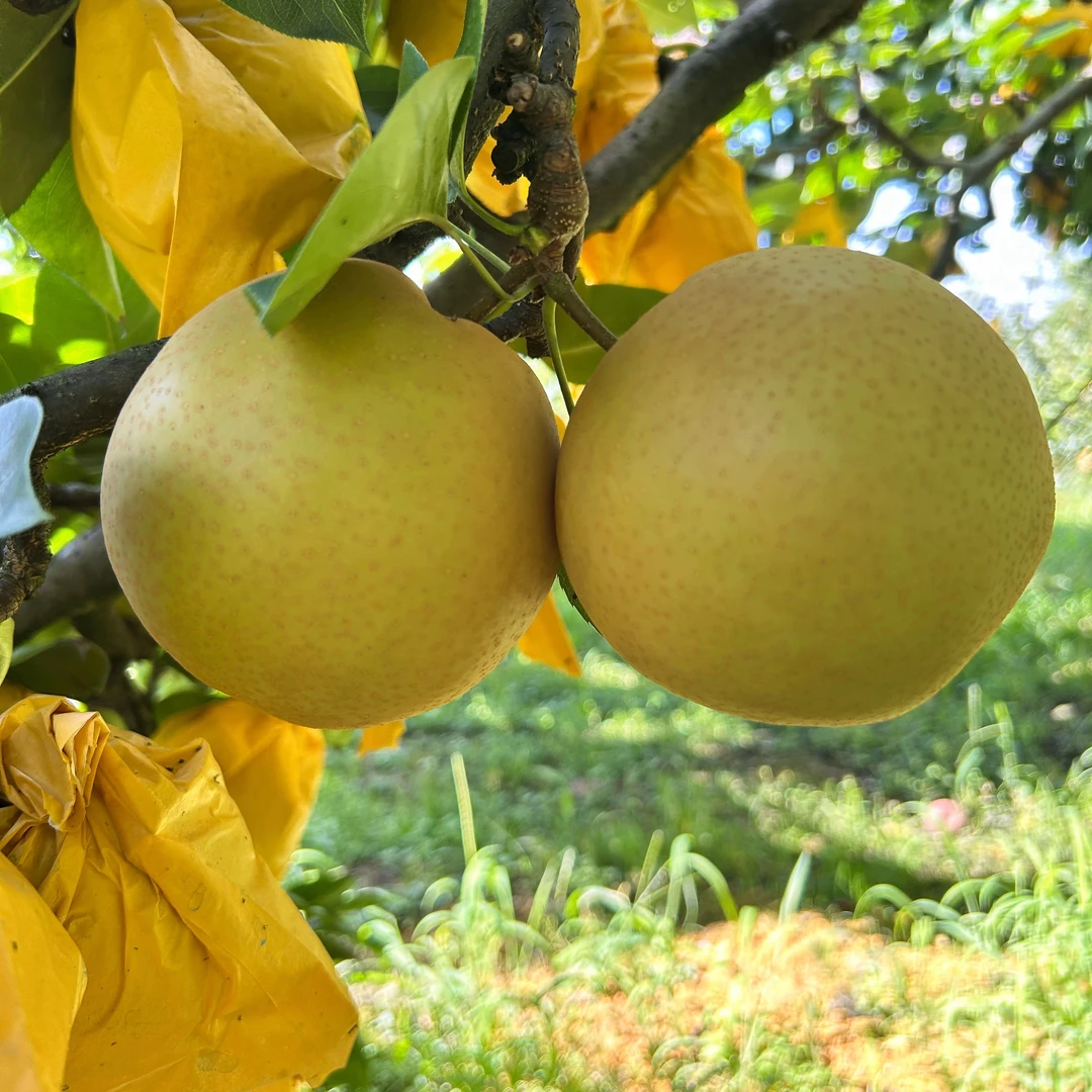 贵州高原福泉金秋福梨   清脆可口   汁水多