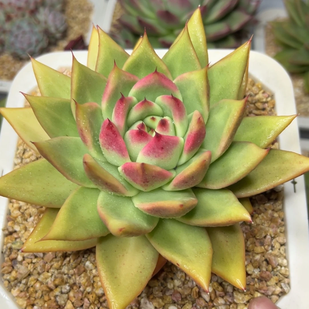 多肉植物一物一拍（68号）