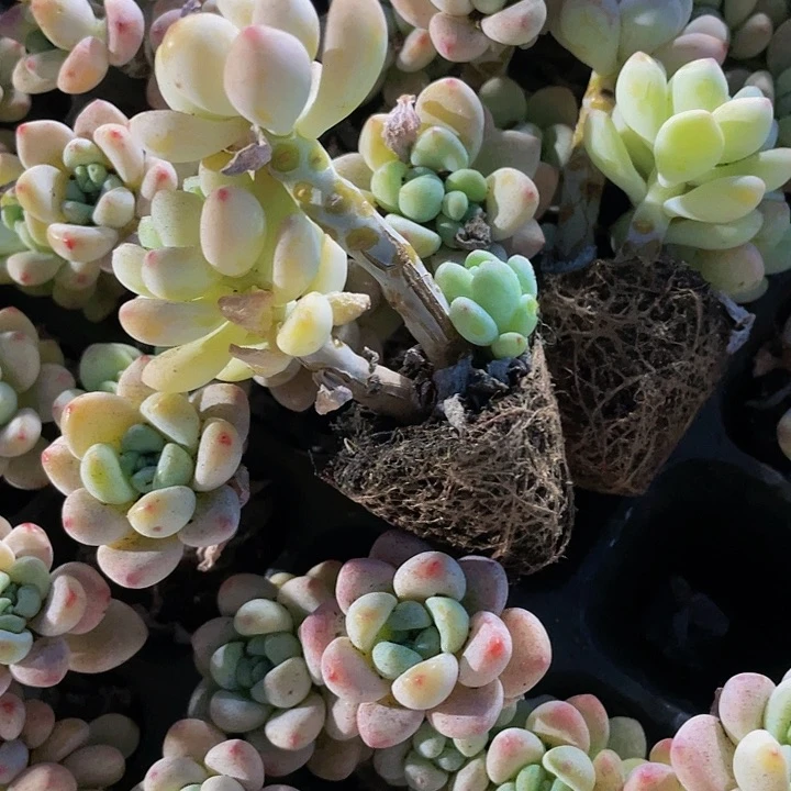 小老桩罗琦1.5带土发