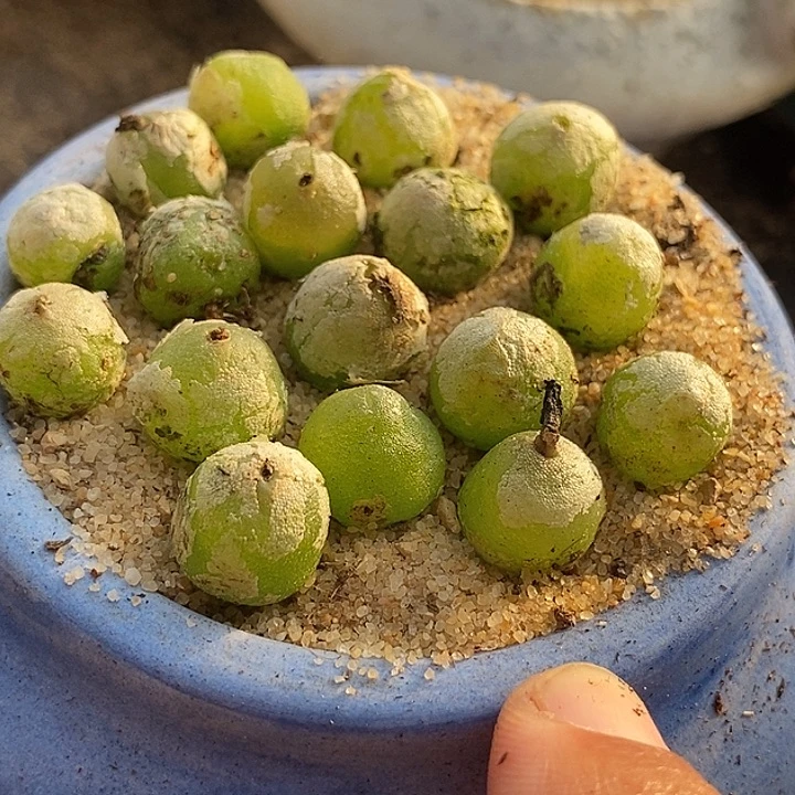 ?****T17529哈默灯泡一组