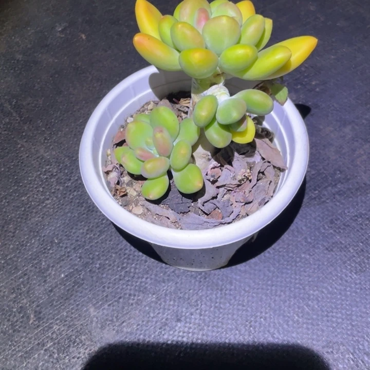 勇***心芒果奶多肉一物一拍