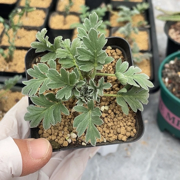 257红花杨葵块根，