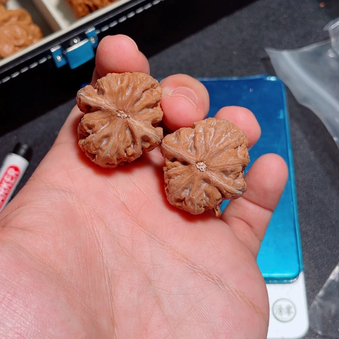 31红锦鲤有黄渤手捻