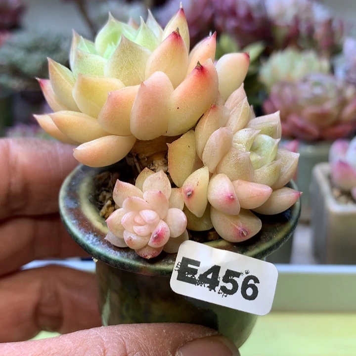 E456一物一拍带盆发