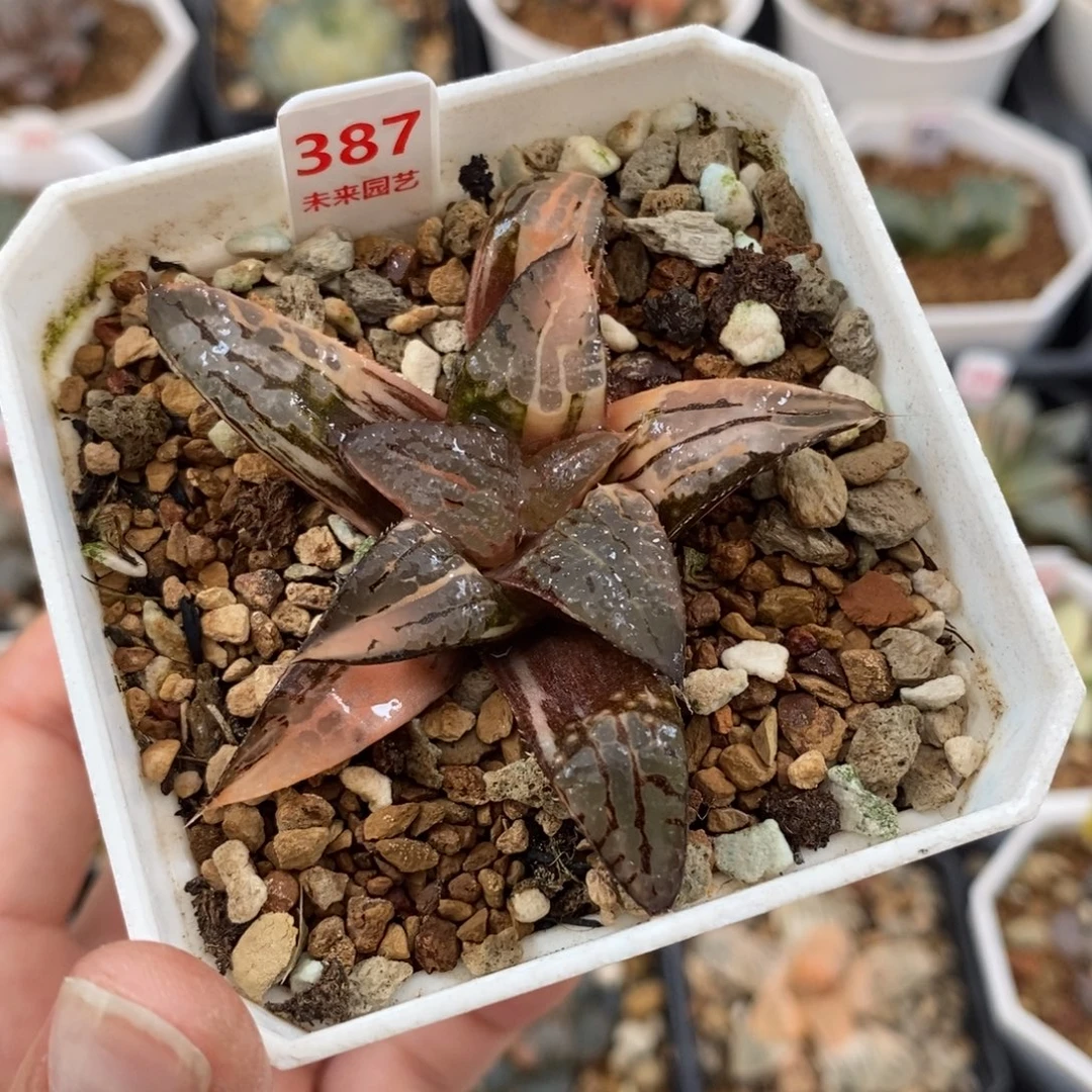 387青木克锦一物一图