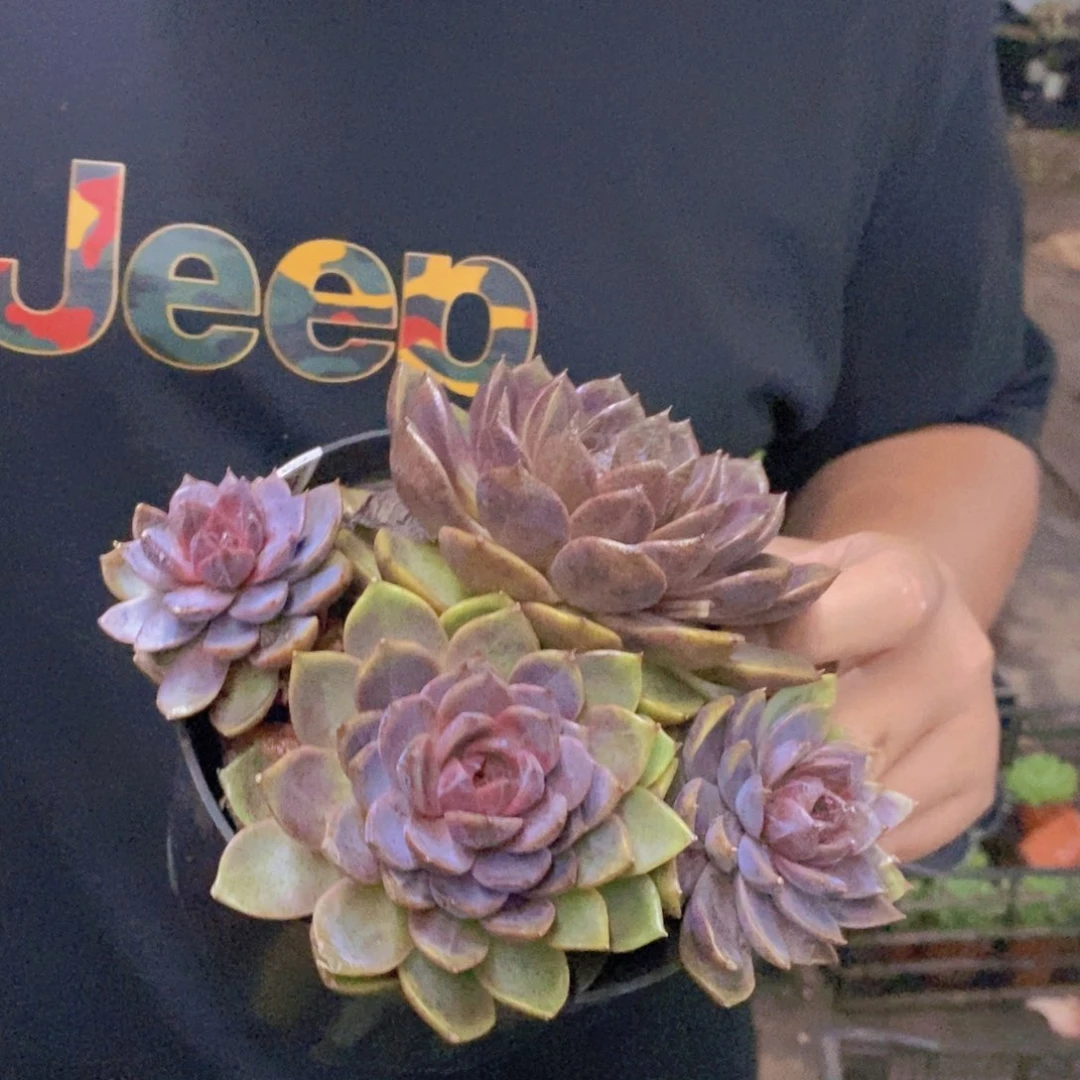 巧克力慕斯双头起发