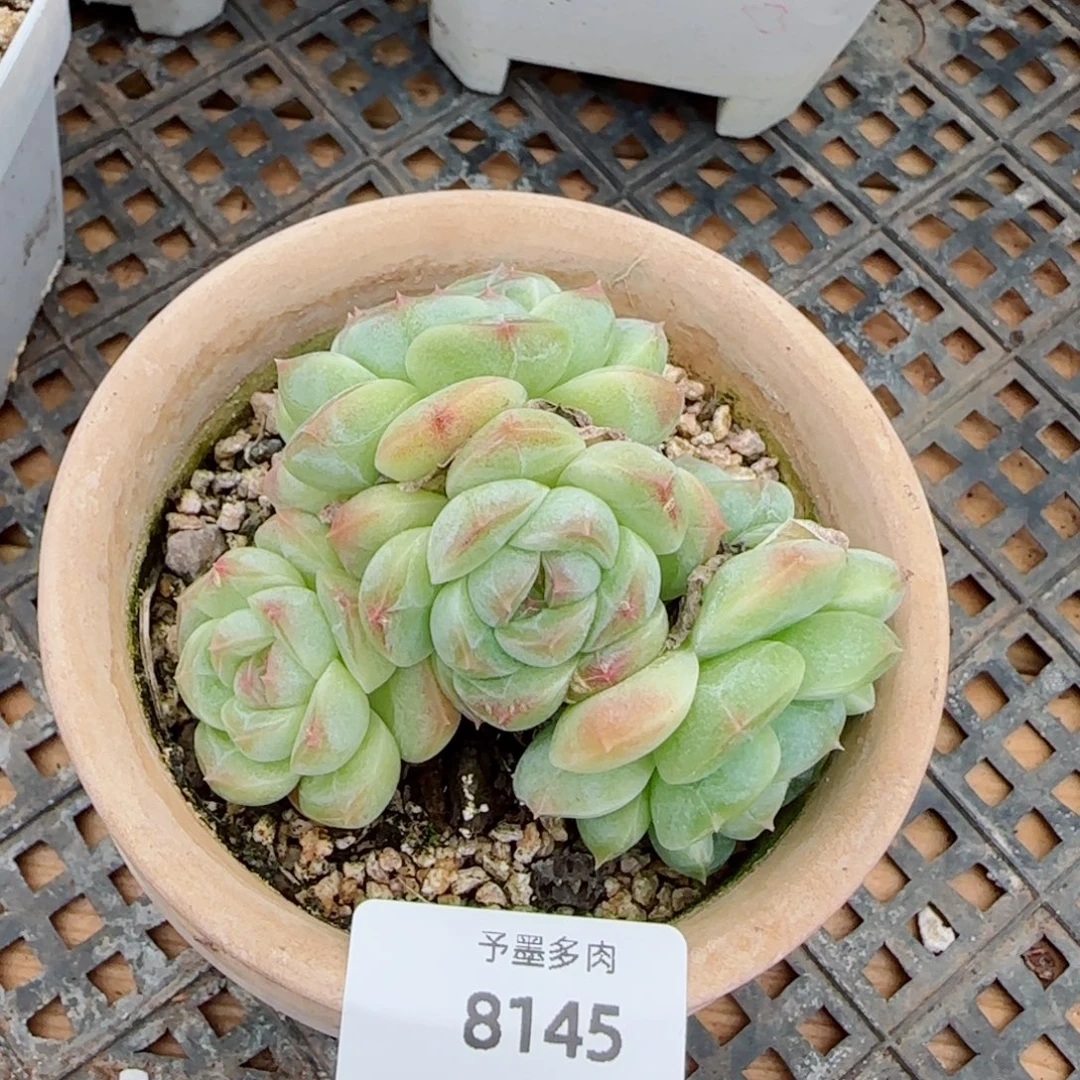 绿体，8145多肉植物
