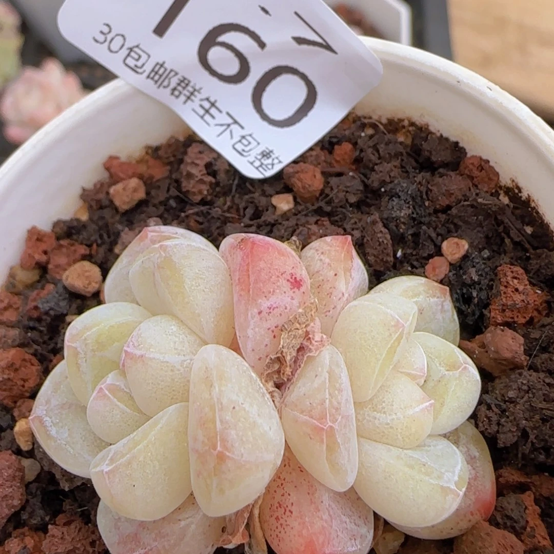 白体冰玉双头一颗