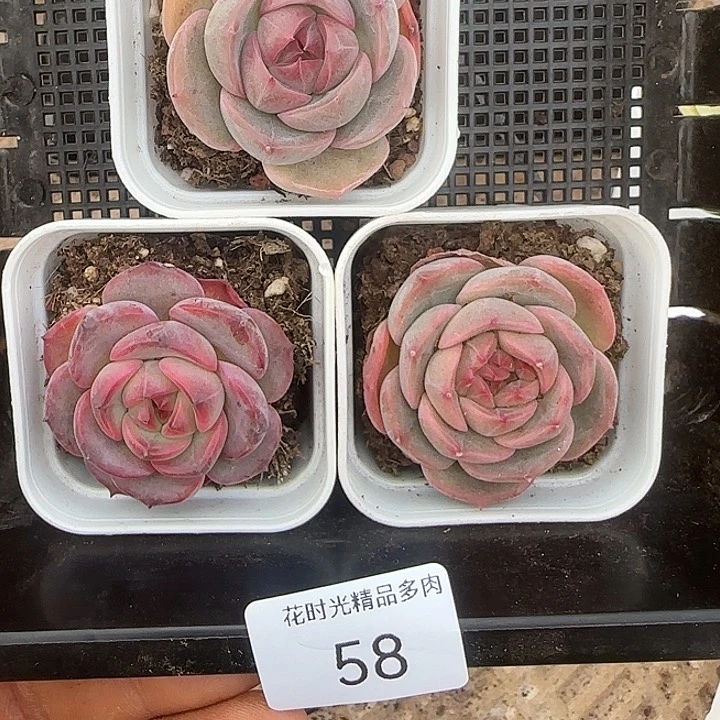 幸*运花时光精品多肉58