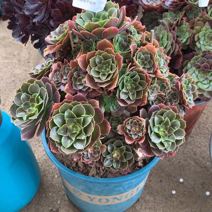 816香妃多肉植物特价