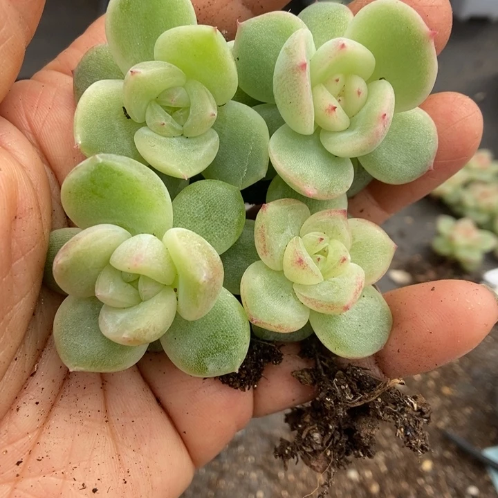一物一拍一物一拍1110-694