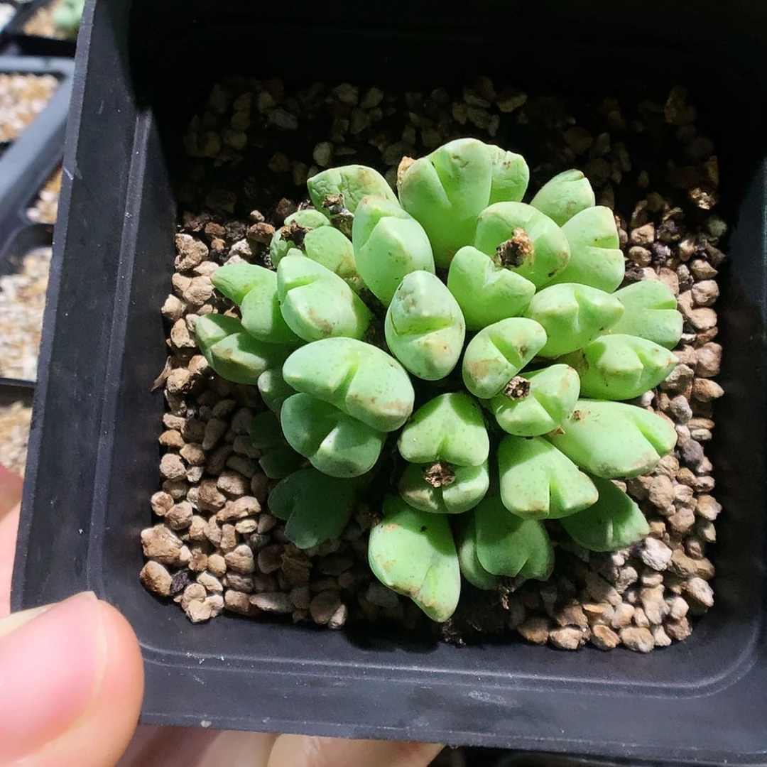 【闪购商品】7-23-21 鹿角肉锥一群特35