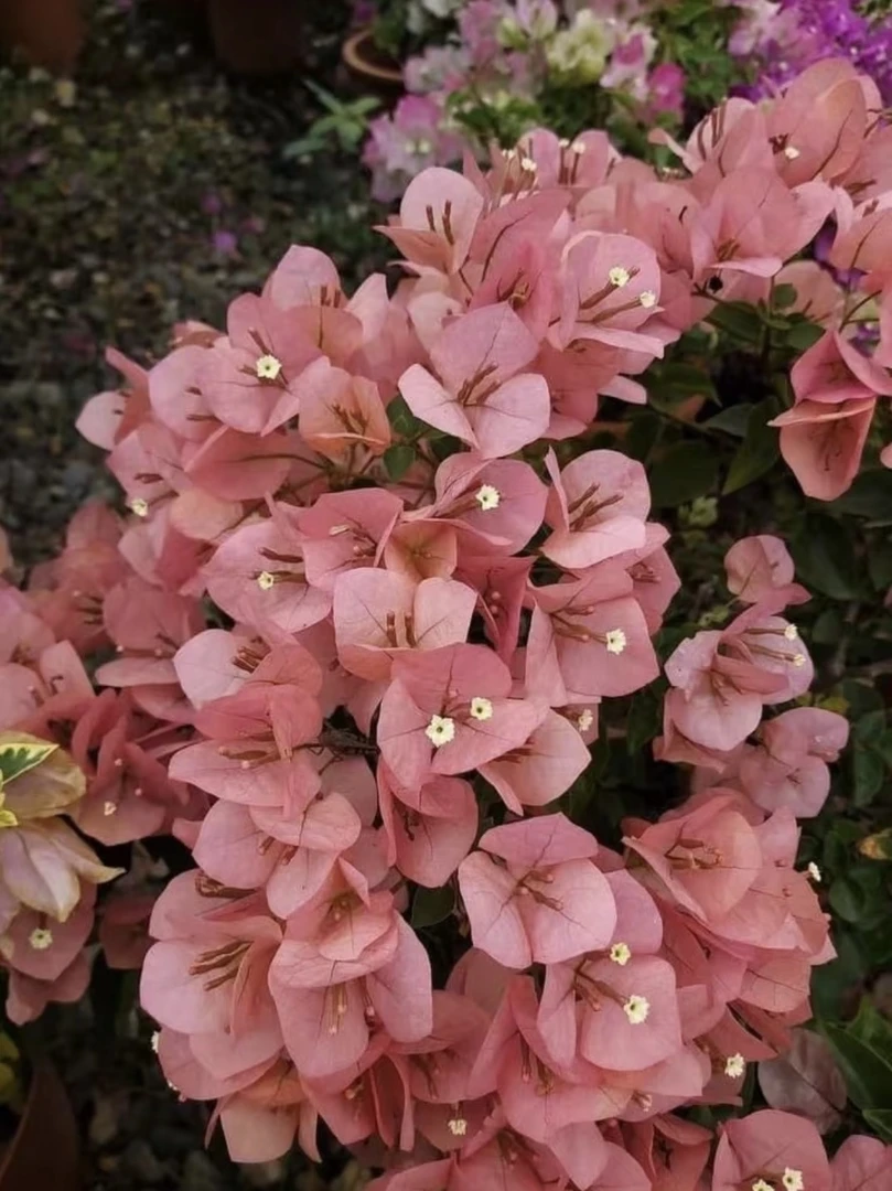 盆苗 【台湾姑娘】三角梅新品种勤花五星